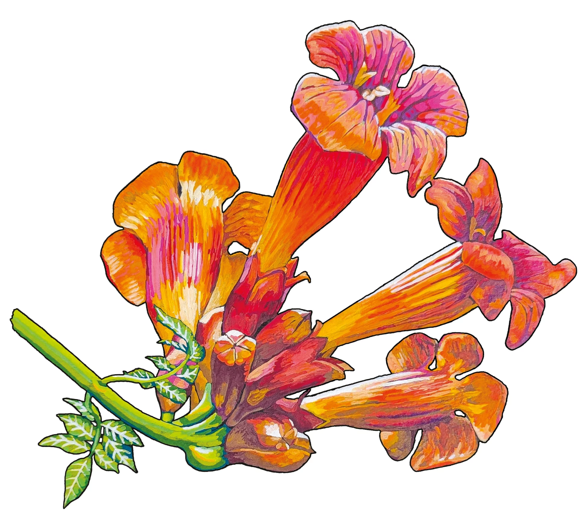 La bignone à fleurs jaunes