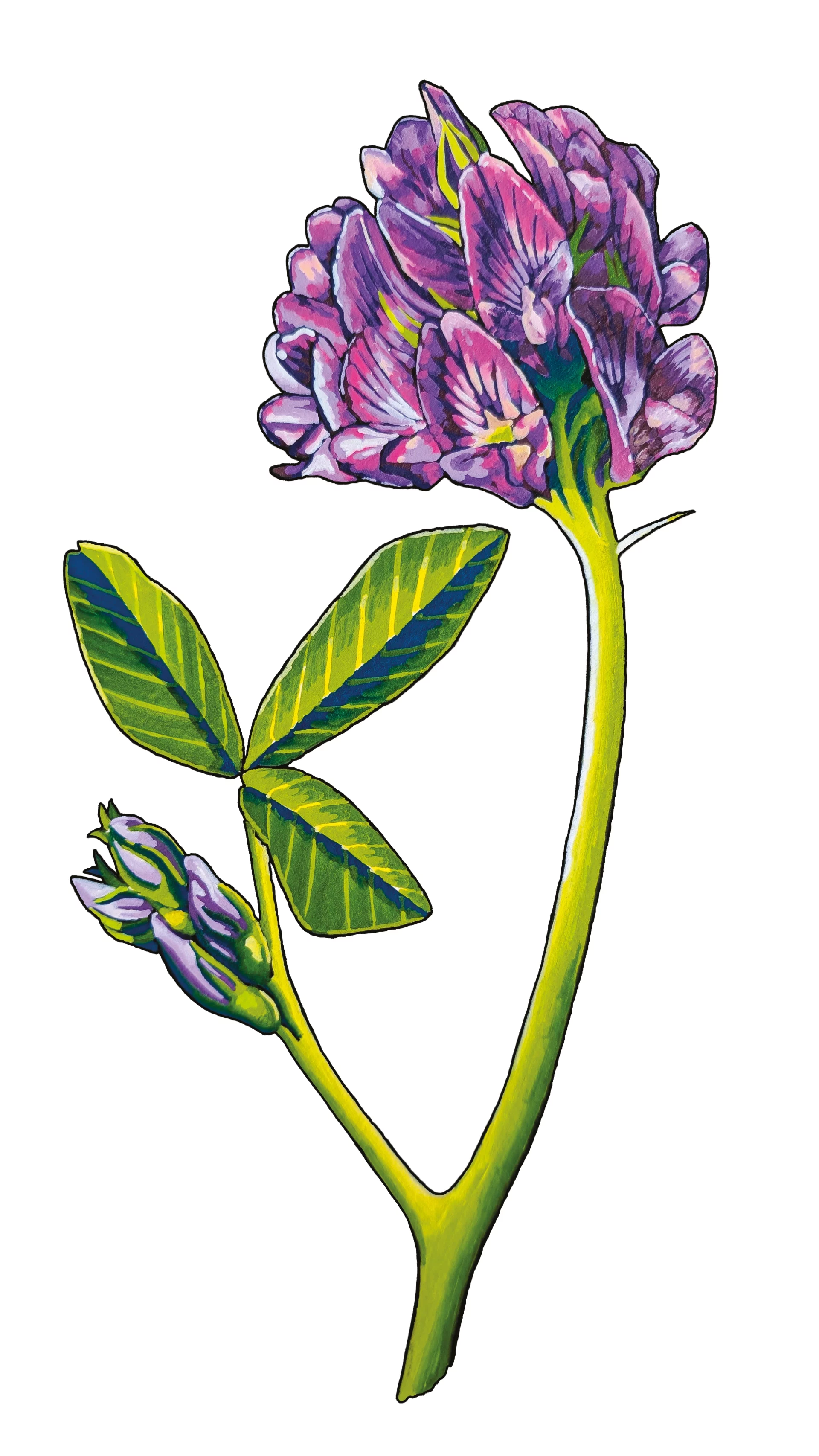 La luzerne cultivée
