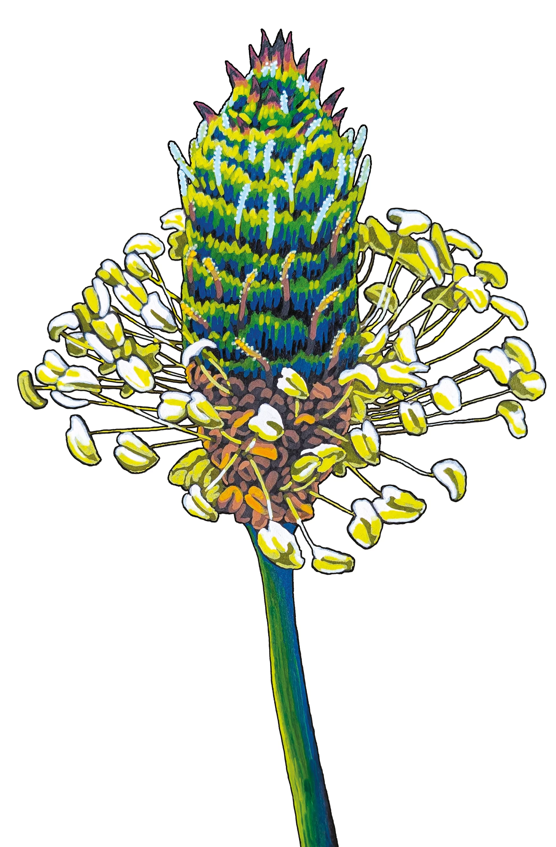 Le plantain étroit